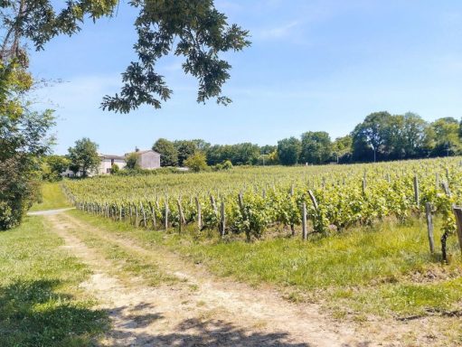 Explore the Bordeaux countryside by Gravel Bike and discover some of the most iconic wineries of the region